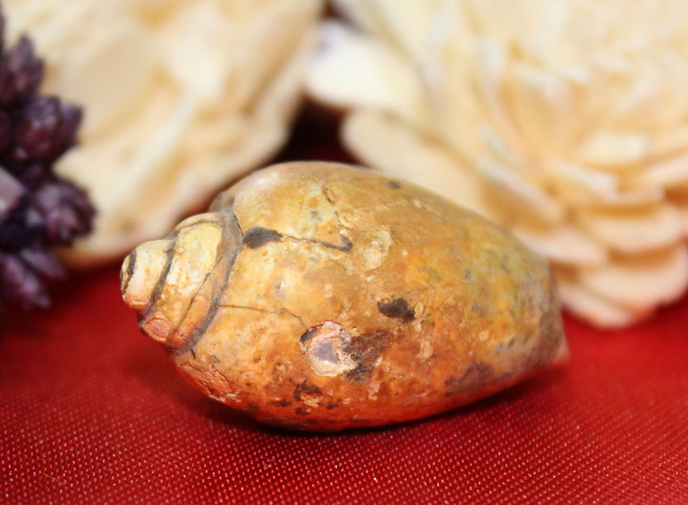 Heera Shankh 249
